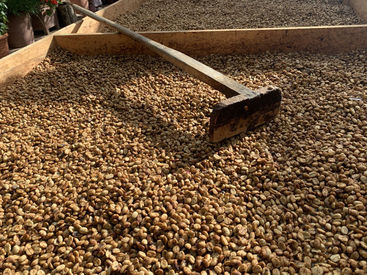 En trærive hviler på et stort leje af tørrende kaffebønner under solen, mens bønnerne er jævnt fordelt i en træbakke.