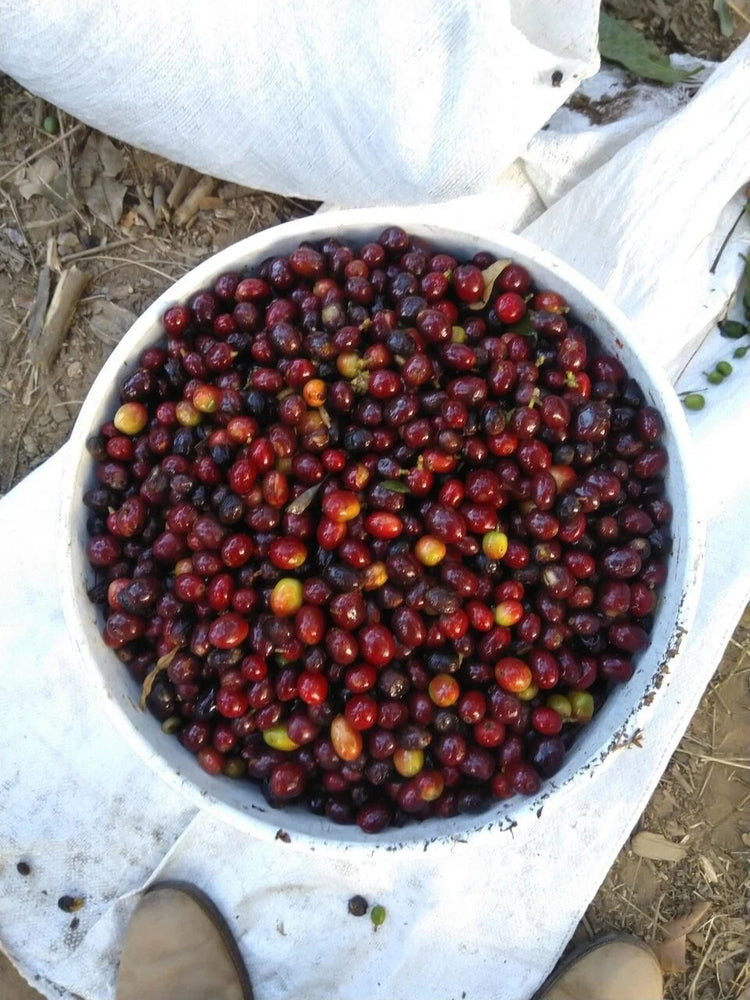 En hvid spand fyldt med nyhøstede modne og umodne kaffekirsebær står på en hvid sæk udendørs.