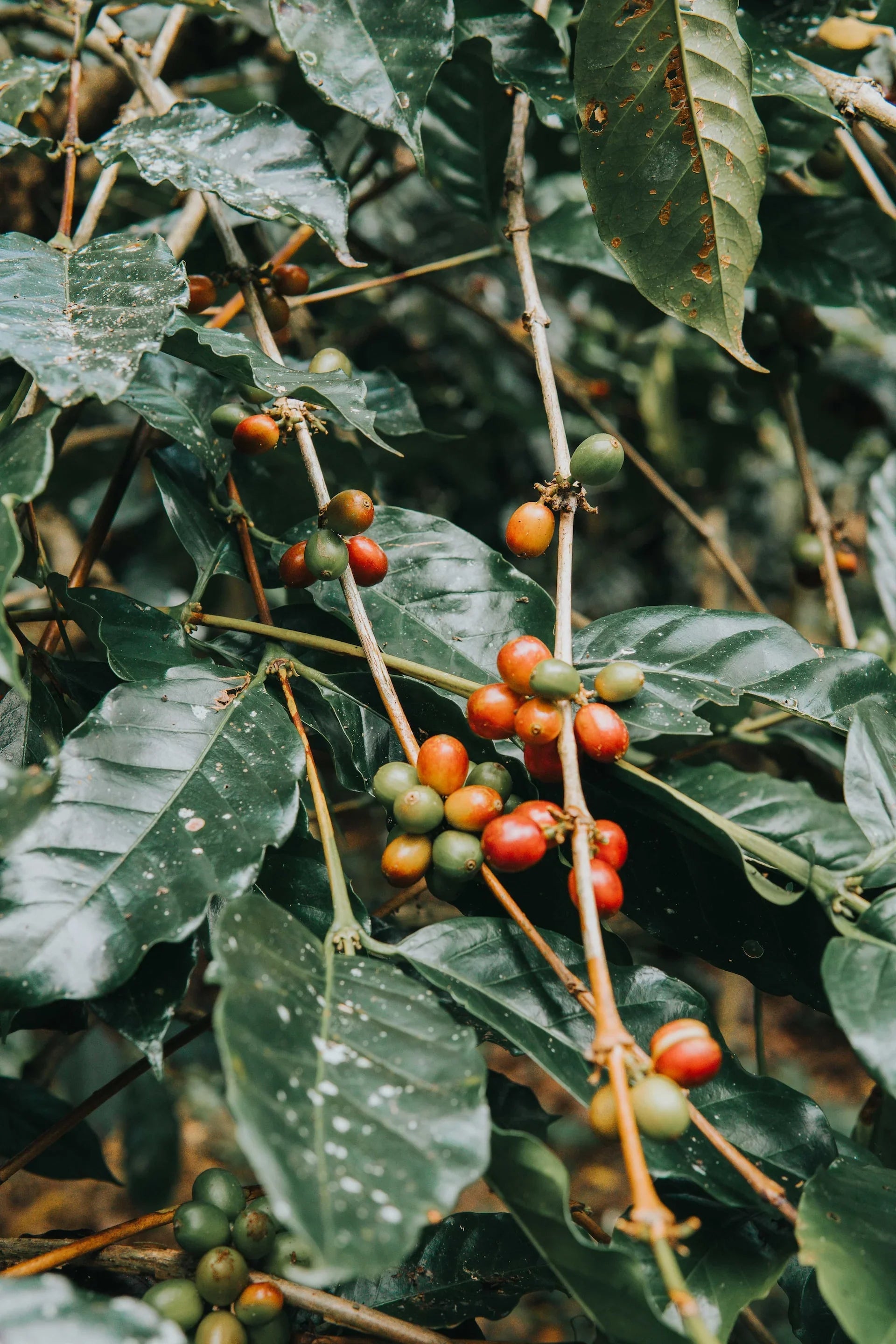 Klynger af røde og grønne kaffekirsebær vokser på grene mellem brede, mørkegrønne blade på en kaffeplante.