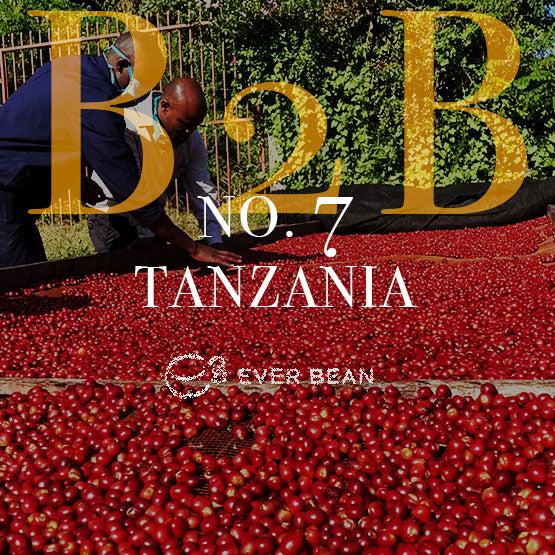 To personer sorterer røde vasket arabica-kaffekirsebær, der tørrer i solen. I stor tekst står der "No. 07 - Tanzania (b)" med EverBean Business-logoet nedenunder. Grønne planter, et hegn og Glenmalure-landskab fuldender baggrunden.