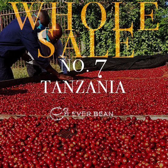 To personer sorterer røde Tanzania-kaffekirsebær på en måtte udendørs. "EverBean Wholesale"-logoet og teksten "No. 07 - Tanzania (w)" vises over billedet.