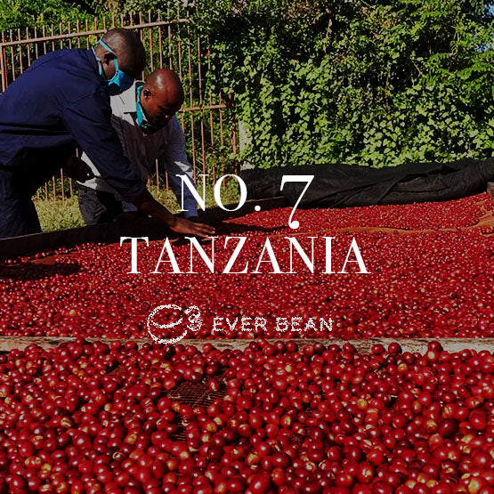 To personer inspicerer og sorterer vaskede Arabica-kaffebønner, der tørrer på højbede udendørs i Tanzania. Billedet viser teksten "No. 07 - Tanzania" og "EverBean" ved siden af et kaffebønnelogo.