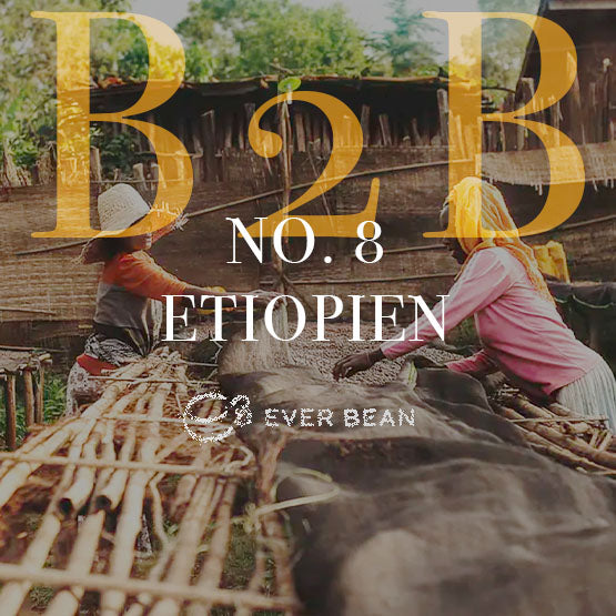 To personer arbejder udendørs med nr. 08 · Etiopiske (b) bønner på tørrestativer. Stor gul tekst "B2B NO. 8 ETIOPIEN" og EverBean-logoet vises, mens frodige grønne områder antyder kaffens komplekse smagsprofil.