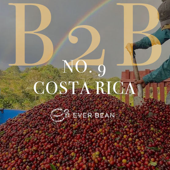 En stor bunke Costa Rica-kaffekirsebær bliver skovlet udendørs under en regnbue med teksten "No. 09 - Costa Rica (b)" og EverBean Business-logoet over.