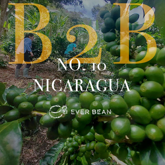 Nærbillede af grønne kaffebønner på en gren på en plantage med to arbejdere i baggrunden. I stor gul tekst står der "No. 10 - Nicaragua (b)", og EverBean ApS. logo vises i bunden.