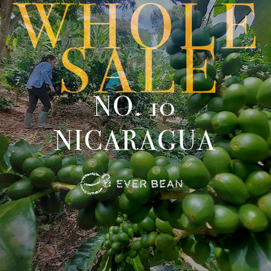 Nærbillede af grønne kaffebønner på en gren fra EverBean ApS, med en person, der arbejder i baggrunden; overlejret tekst lyder: "WHOLESALE NO. 10 - NICARAGUA (W)." Oplev autentisk nicaraguansk og naturlig premiumkaffe.