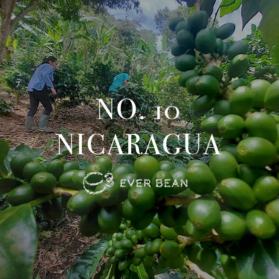 To personer plukker kaffekirsebær i en frodig grøn plantage. I forgrunden hænger umodne grønne bønner på grene. Tekst overlejrer billedet med "No. 10 · Nicaragua" af EverBean.