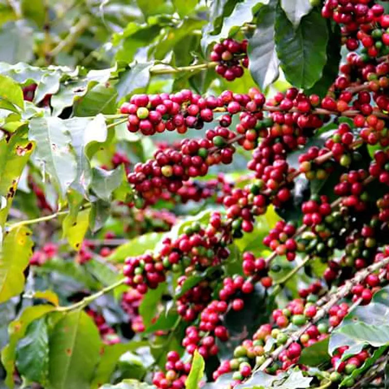 Klynger af røde og grønne kaffebær vokser på grene omgivet af grønne blade i et frodigt udendørsmiljø.