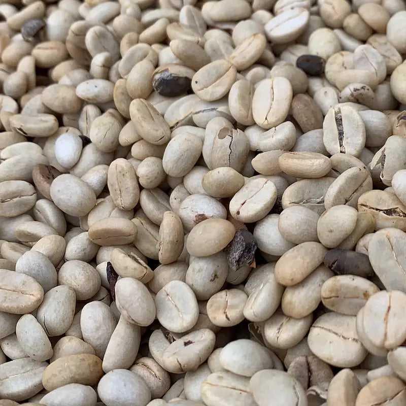 Et nærbillede af en lang række rå, uristede kaffebønner med en lys, beige farve og naturlige variationer i nuance og størrelse.