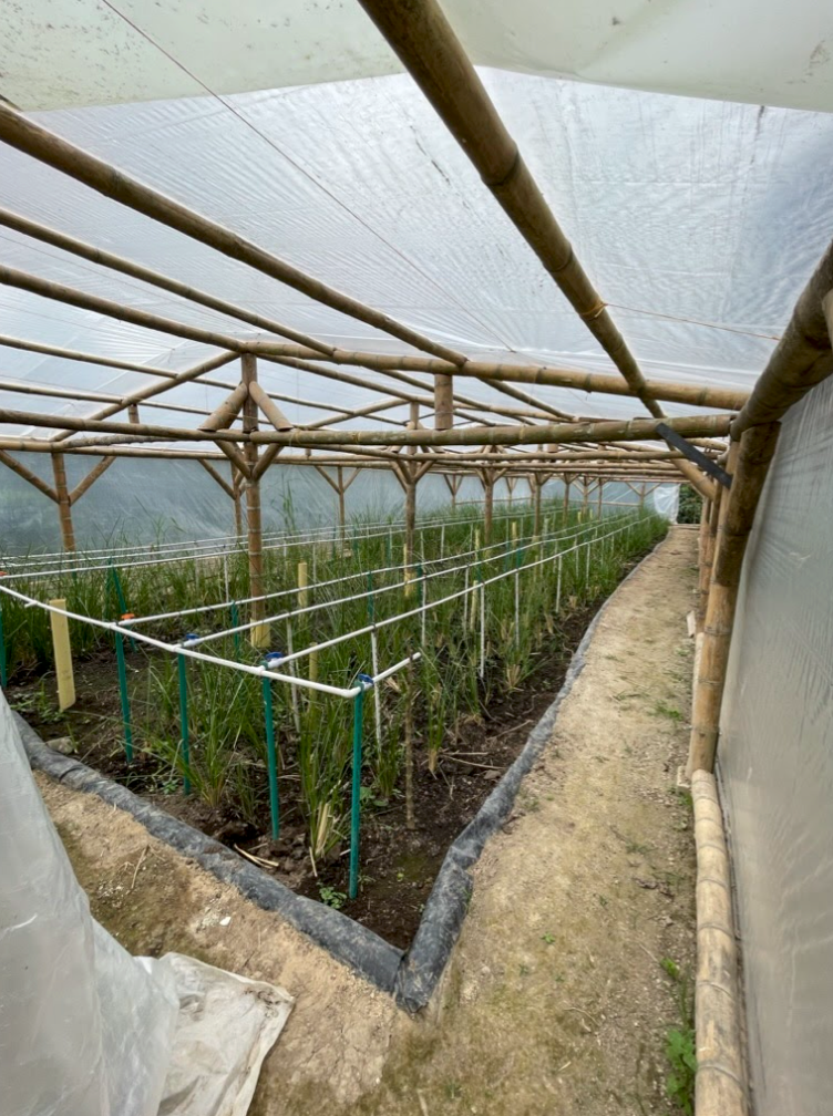 Rækker af grønne planter vokser inde i et drivhus med bambusramme og et tag af gennemsigtig plast. En jordsti snor sig langs blomsterbedene og de bærende konstruktioner.